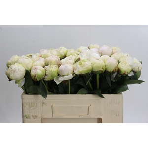 Paeonia Bowl Of Cream