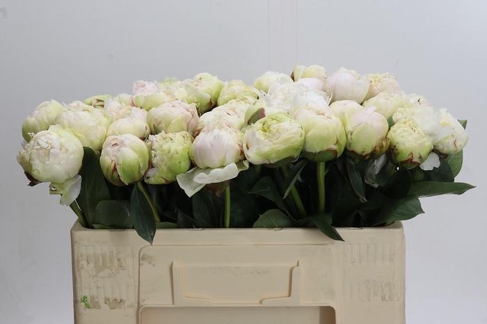 <h4>Paeonia Bowl Of Cream</h4>