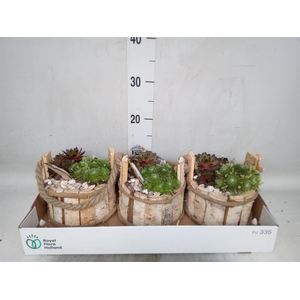 Arr.  Sempervivum L%