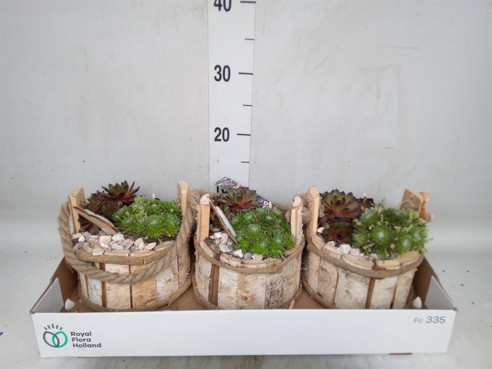 <h4>Arr.  Sempervivum L%</h4>