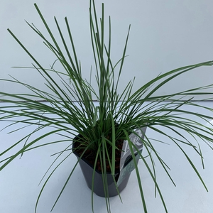 Deschampsia cespitosa Goldtau