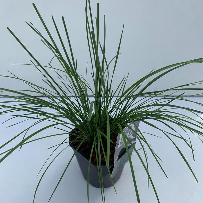 <h4>Deschampsia cespitosa Goldtau</h4>