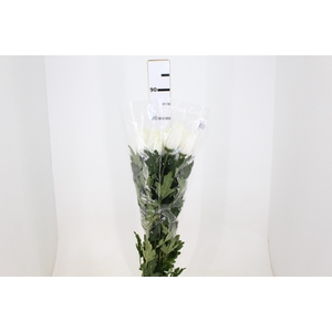ANASTASIA WHITE 070 CM BRANCO
