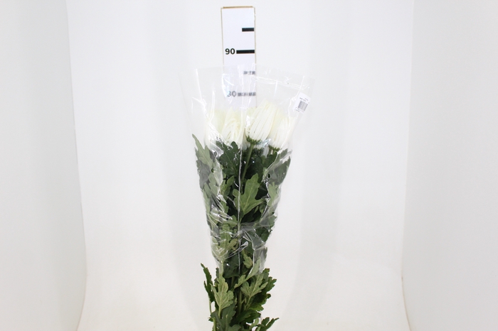 ANASTASIA WHITE 070 CM BRANCO