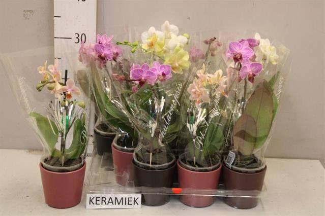 <h4>ARR PHAL 1 TAK</h4>