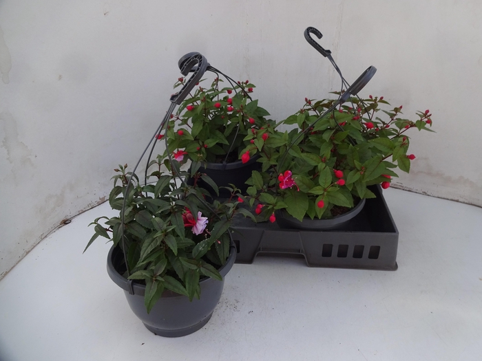 <h4>FUCHSIA MIXK</h4>