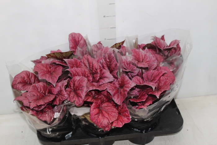 <h4>BEGONIA BELEAF ICARUS WINGS P15</h4>