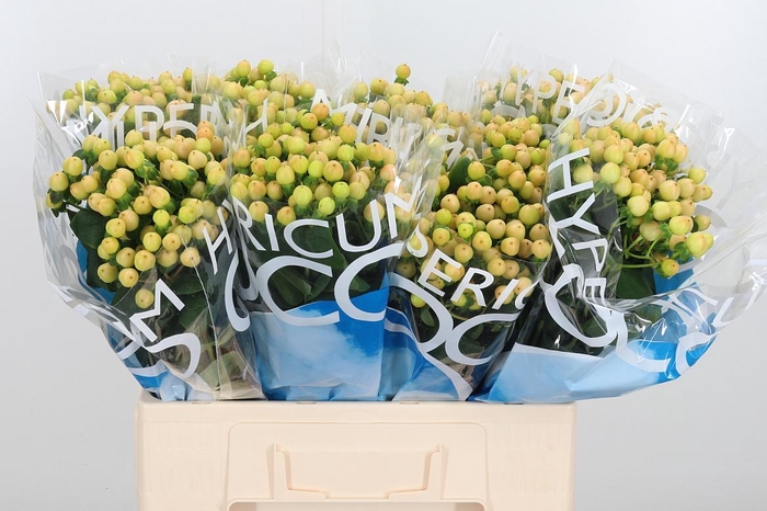 <h4>Hyp Coco Gelato</h4>