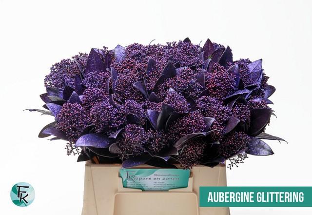 <h4>Skimmia paint aubergine</h4>