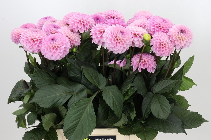 <h4>Dahlia Wizard of Oz</h4>