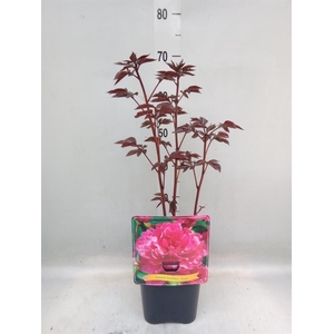 Paeonia lact.   ...mix