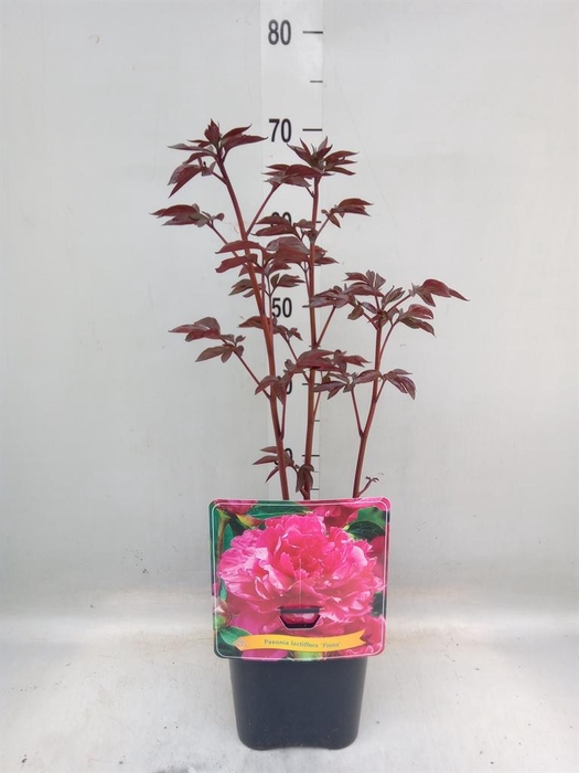 <h4>Paeonia lact.   ...mix</h4>