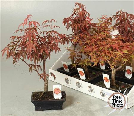 <h4>Bonsai Acer</h4>