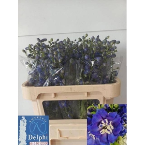 DELPH DU DELP BL EME