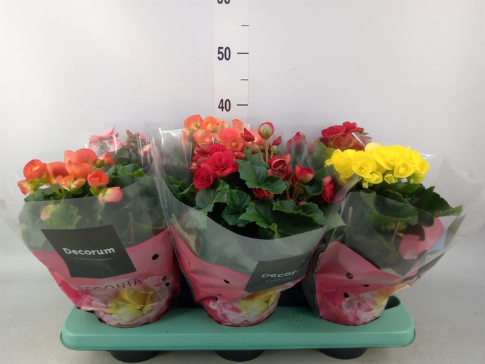 <h4>Begonia elat. DU   ...mix</h4>