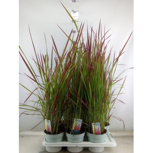 Imperata cylindrica 'Red Baron'