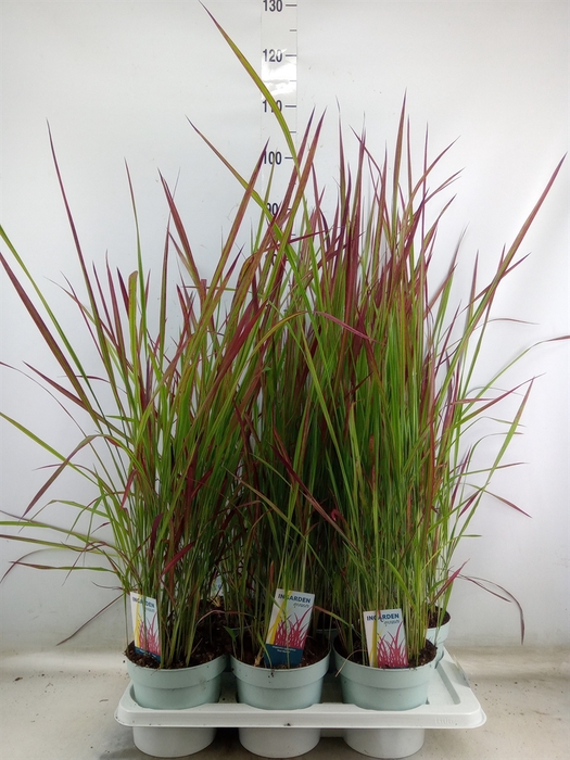 <h4>Imperata cylindrica 'Red Baron'</h4>