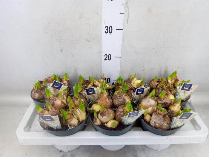 <h4>Hyacinthus orie. 'Multifl' ..</h4>