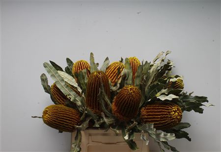 Banksia Menziesi Yellow