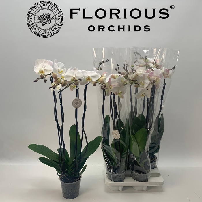 <h4>PHAL OV WIT</h4>