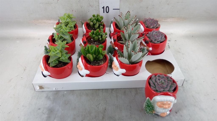 <h4>Succulents   ...</h4>