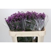 Aster Baby Pink