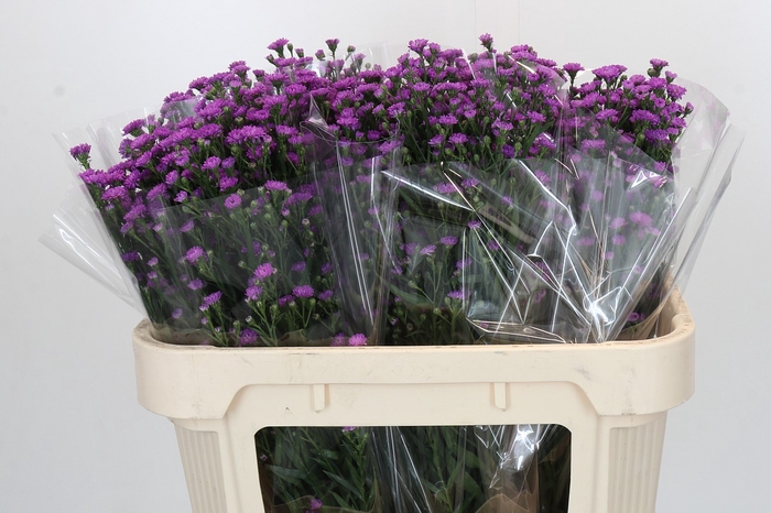 Aster Baby Pink