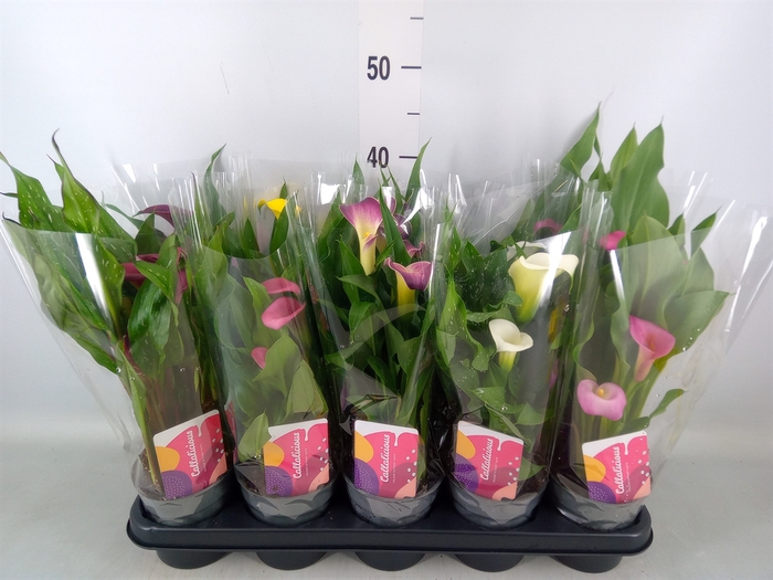 <h4>Zantedeschia   ...mix</h4>