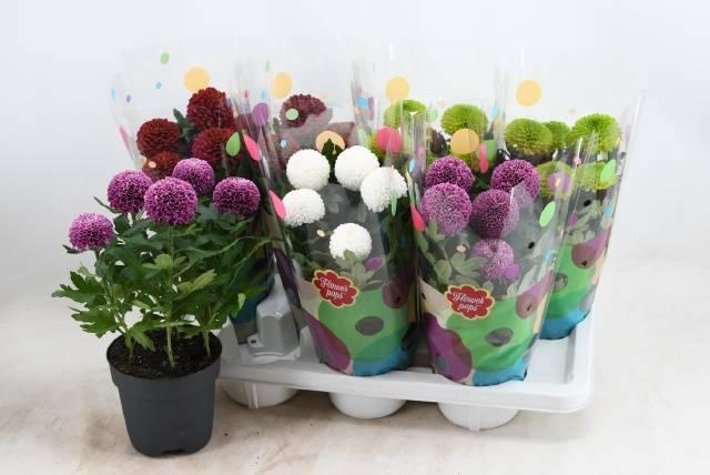 <h4>CHRYS FP GEM</h4>