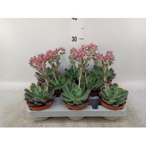 Echeveria  'Blue Prince'