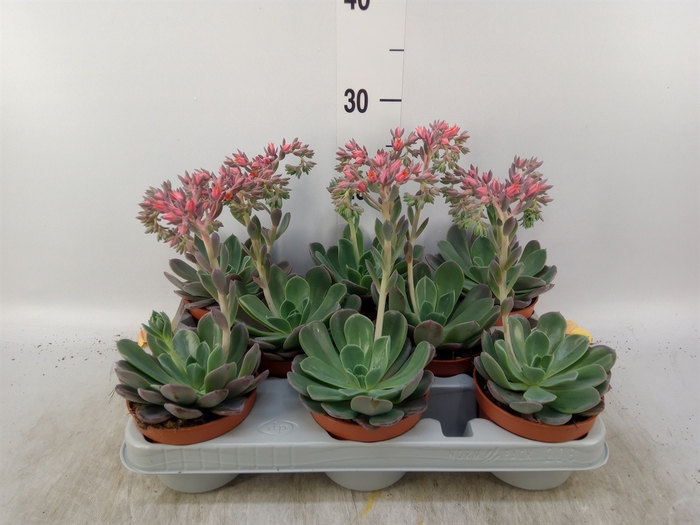 <h4>Echeveria  'Blue Prince'</h4>