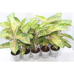 AGLAONEMA COCOMELON P12