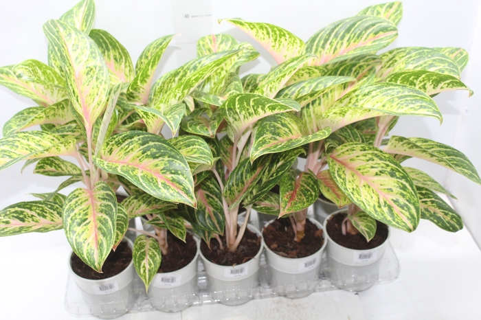 AGLAONEMA COCOMELON P12