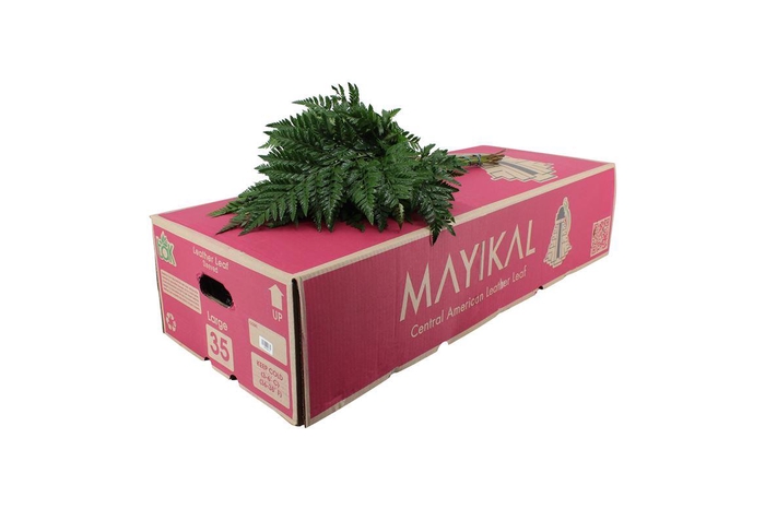<h4>Lederv Large Helechos Ticos Box WBE</h4>