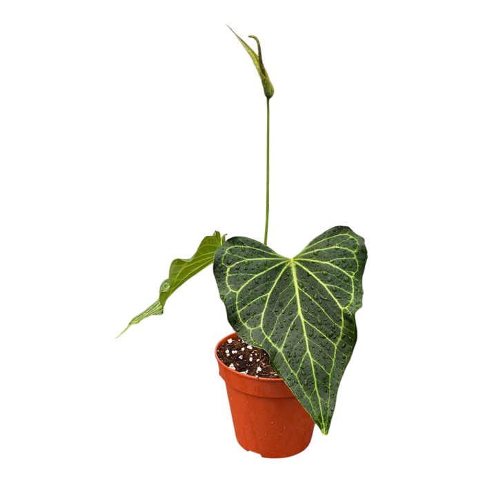 <h4>Anthurium Delta Force</h4>