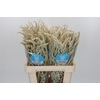 Amaranthus Yearming Desert