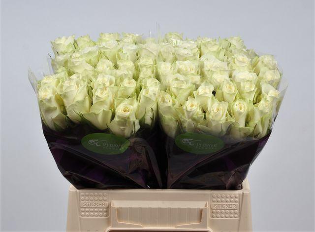 <h4>R Gr Athena</h4>