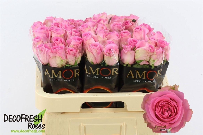 <h4>R Gr Revival</h4>