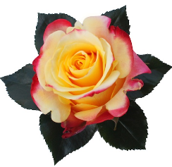 <h4>R Gr Hot Merengue+ Bicolor 60cm EC</h4>