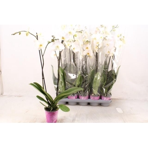 PHAL OV WIT