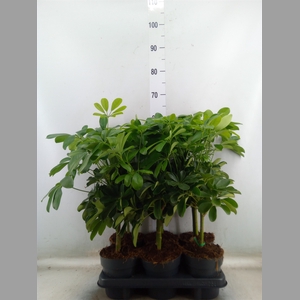 Schefflera arbor. 'Gold Capella'