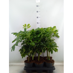 Schefflera arbor. 'Gold Capella'