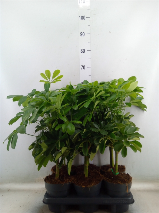 <h4>Schefflera arbor. 'Gold Capella'</h4>