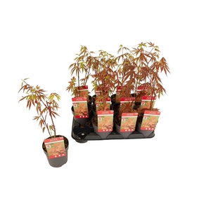 Acer palmatum 'Atropurpureum'