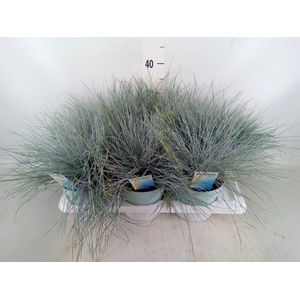 Festuca glauca 'Intens Blue'