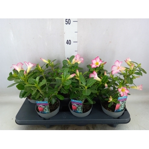 Adenium obesum 'Pinkstar'