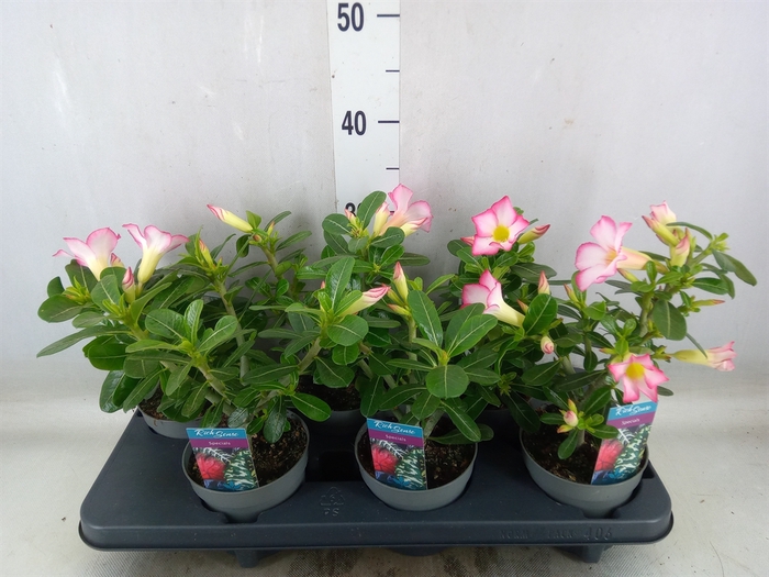 <h4>Adenium obesum 'Pinkstar'</h4>