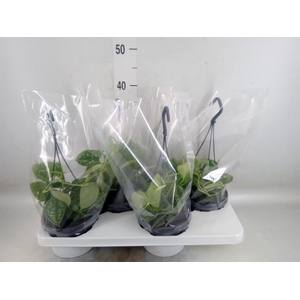 Scindapsus pictus 'Argyraeus'