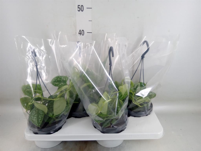 <h4>Scindapsus pictus 'Argyraeus'</h4>