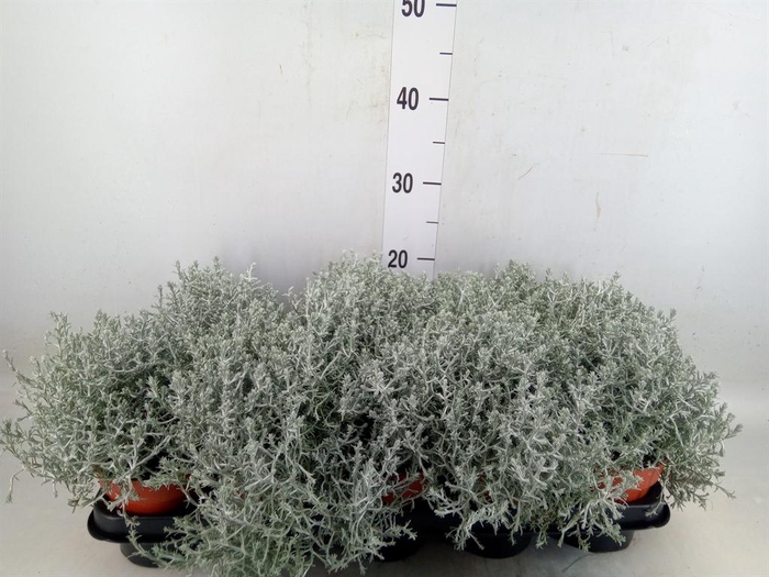 <h4>Leucophyta brownii</h4>